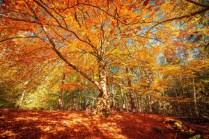 fall in west Virginiaa