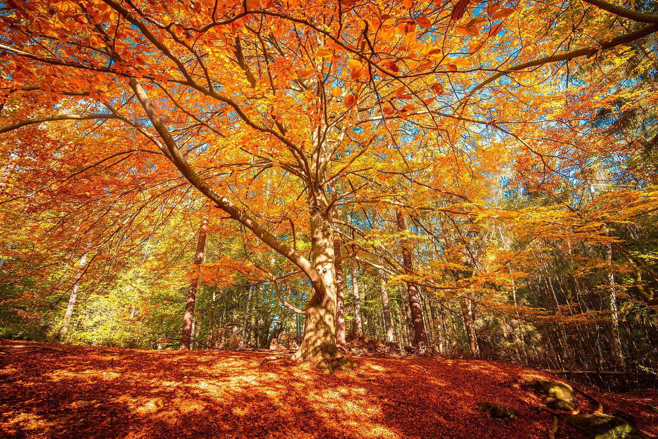 fall in west Virginiaa